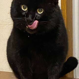 穏やかな大きな黒猫