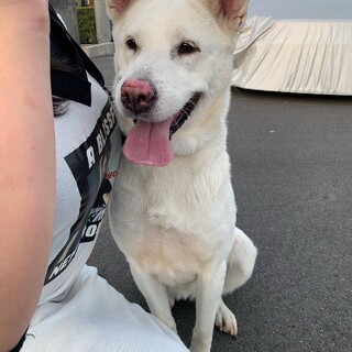 緊急！　ラブラドールMIX メス　5歳　大型犬　白