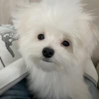 喜田紗楓