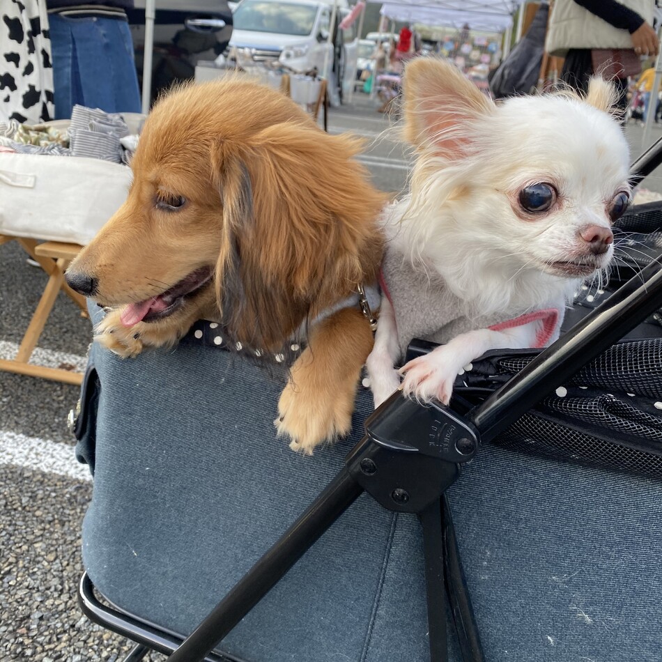 こつぶのカバー写真