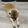 はると。