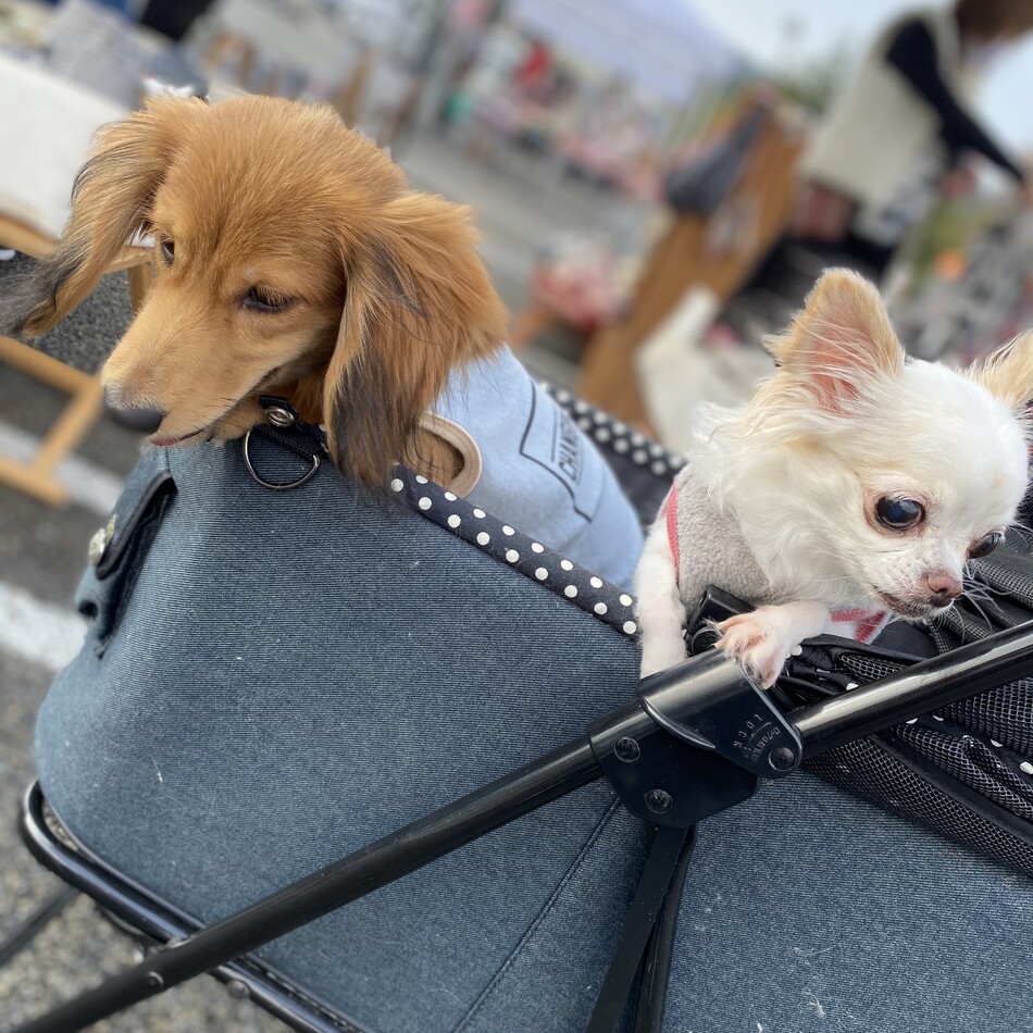 カイのカバー写真