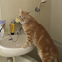もも