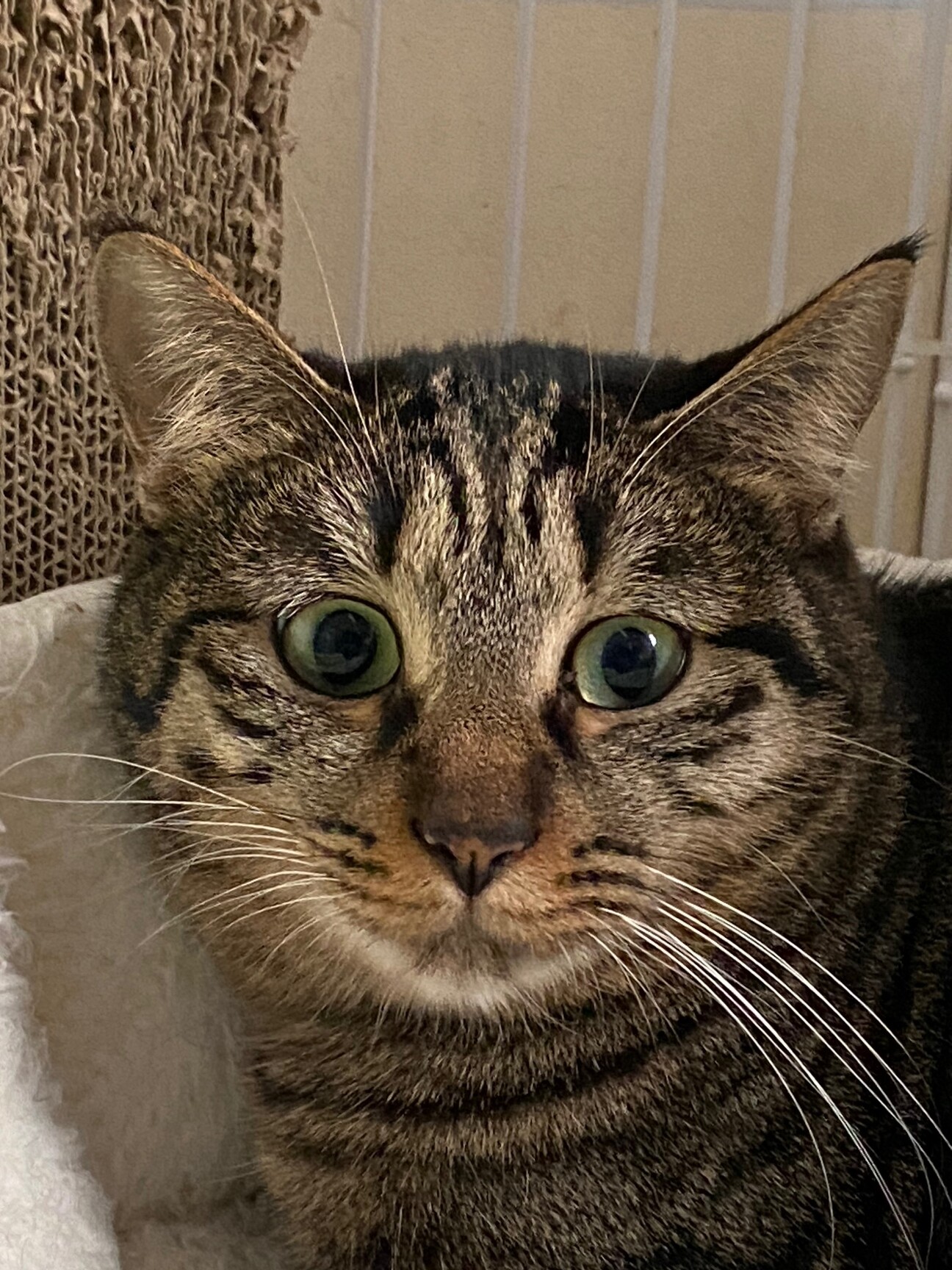 控えめで大人しい性格の女 兵庫県 猫の里親募集 ペットのおうち 月間利用者150万人