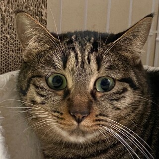 控えめで大人しい性格の女の子です