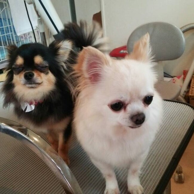 なずな＆さくらのカバー写真