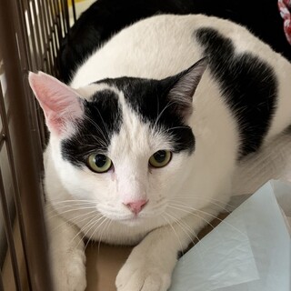 3歳8ヶ月　白黒猫　甘えん坊　新之助くん
