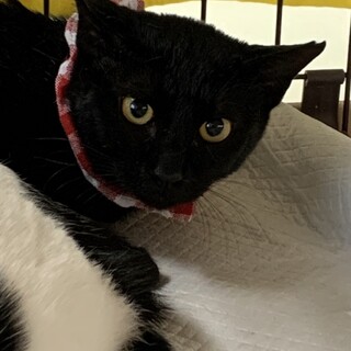 4歳11ヶ月　黒猫　胡麻ちゃん（6兄妹）