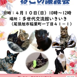 保護猫の譲渡会atいきいき