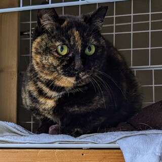 サビ柄の女の子　（息子もいます）