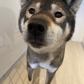 四国犬風の【紬(つむぎ)】ちゃん