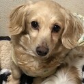 美犬ダックスの心に寄り添ってください