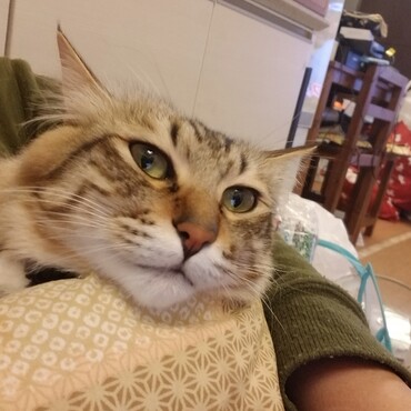 こたつはいいにゃん