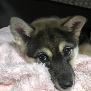 可愛い！可愛すぎるMix犬のドレミちゃん