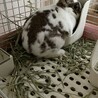 保護うさぎ　うるるくん サムネイル2