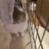 保護うさぎ　うるるくん サムネイル4