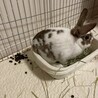 保護うさぎ　うるるくん サムネイル5