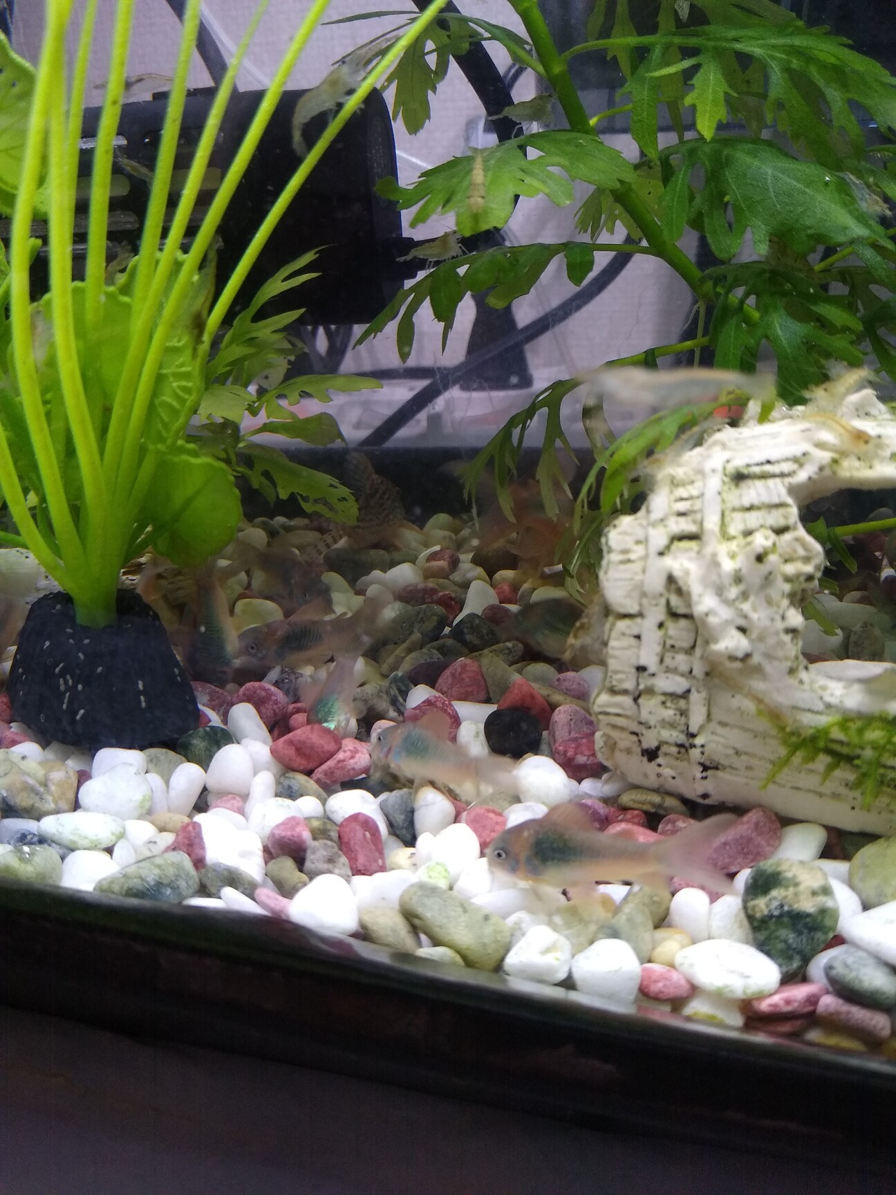 コリドラスアエネウス 赤 東京都 熱帯魚 観賞魚の里親募集 ペットのおうち 月間利用者150万人