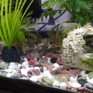 コリドラスアエネウス（赤コリ）子どもたち