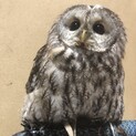モリフクロウの里親募集