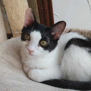 白黒はちわれのかわいい猫ホルちゃん