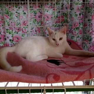 気まぐれ坊やの　マユくん