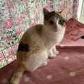 ありがとうございました★個性的な三毛猫ユズちゃん