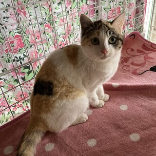 ありがとうございました★個性的な三毛猫ユズちゃん