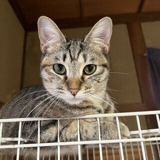 ありがとうございました★丸顔可愛いピックちゃん