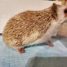 ハリネズミ里親募集 サムネイル2