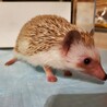 ハリネズミ里親募集 サムネイル3