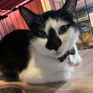 お鼻の模様がかわいい女の子☆てんぷら