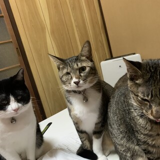 緑内障で眼球摘出した女の子