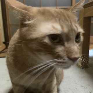 おとなしい男の子