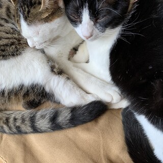 ハンデがあるけど人懐っこい女の子