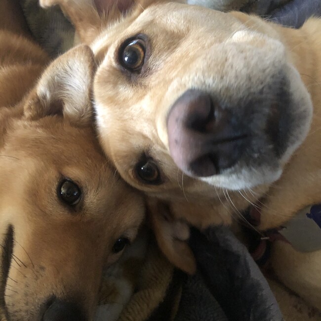 一般社団法人アニマルサポートAngeのカバー写真