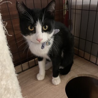 ふわふわ毛並みのはちわれねこ☆わさび