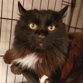 動物病院の保護猫・ふっわふわの長毛黒猫白ソックス