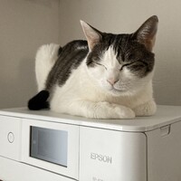 あずき