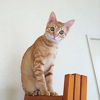 シャイな美男子♥️クルーニー君(白血病+)