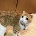 小柄で可愛いスコティッシュの女の子♡