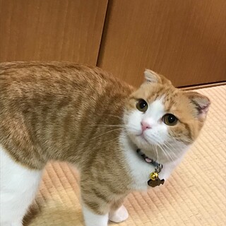 小柄で可愛いスコティッシュの女の子♡