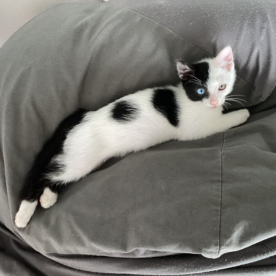 パンダのカバー写真