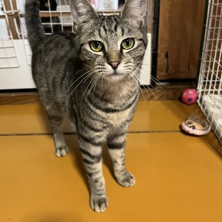 控えめな　キジ虎　オリちゃん