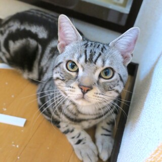 アメリカンショートヘア　元気な子