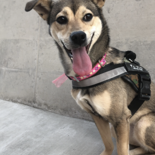 一歳未満です。中型犬10キロ