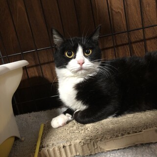 頑張って人馴れ中女の子5ヶ月