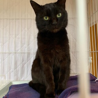 里親決定！ゴロスリ〜人懐っこいサスケくん♡