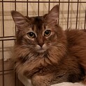 タオちゃん　ソマリ♀保護猫　