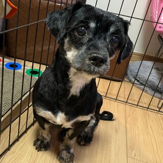 個性的でかわいい！シーズーMIX犬 オレオくん 